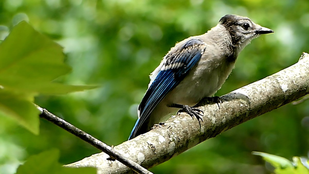 Blue Jay - ML637716019