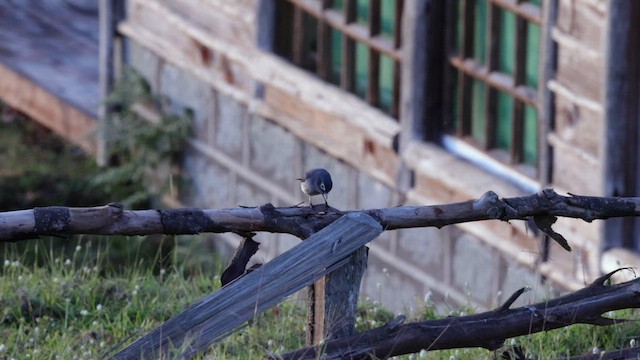 メジロハイビタキ - ML637716050