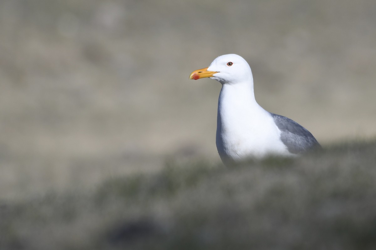 Mongolian Gull - ML637716097