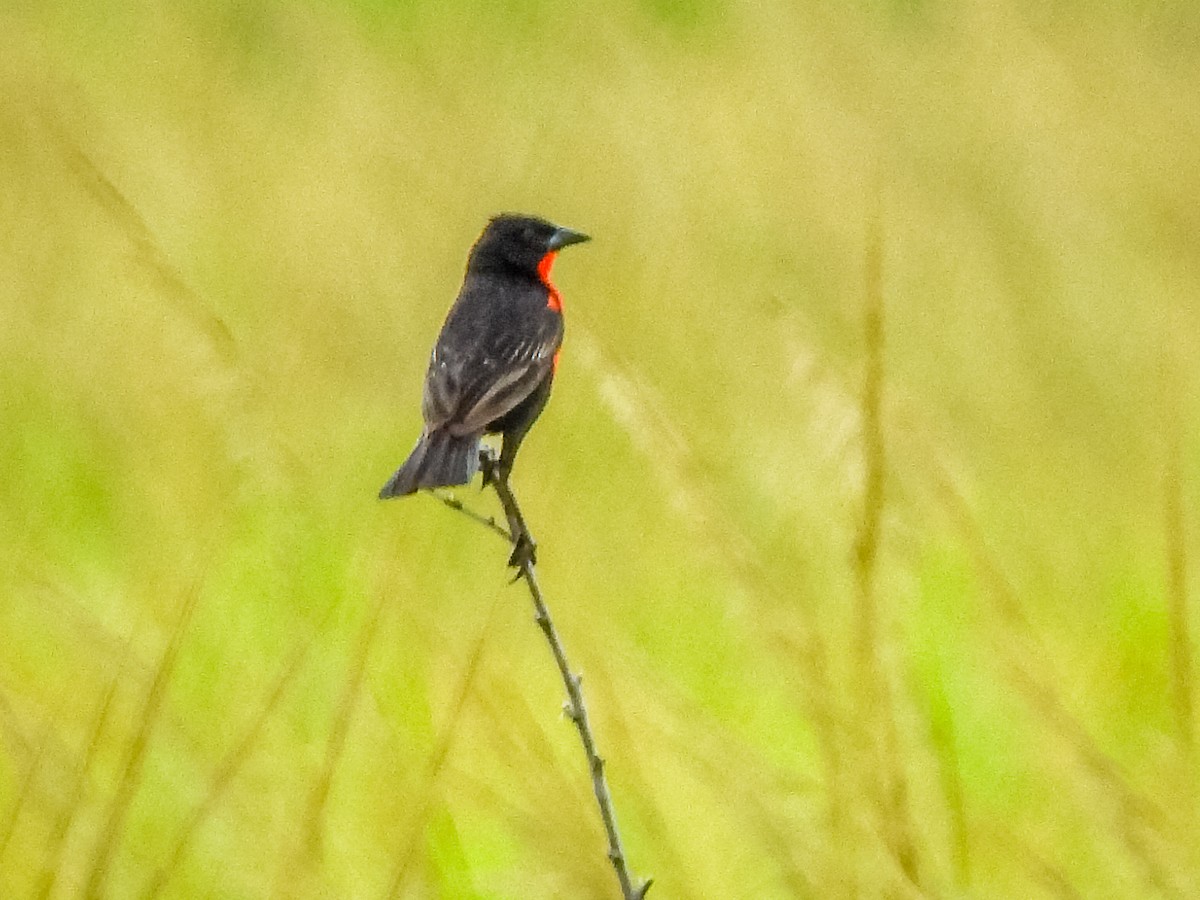 Red-breasted Meadowlark - ML637716178