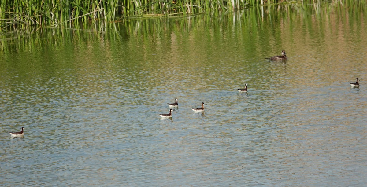 hvithalesvømmesnipe - ML637716200