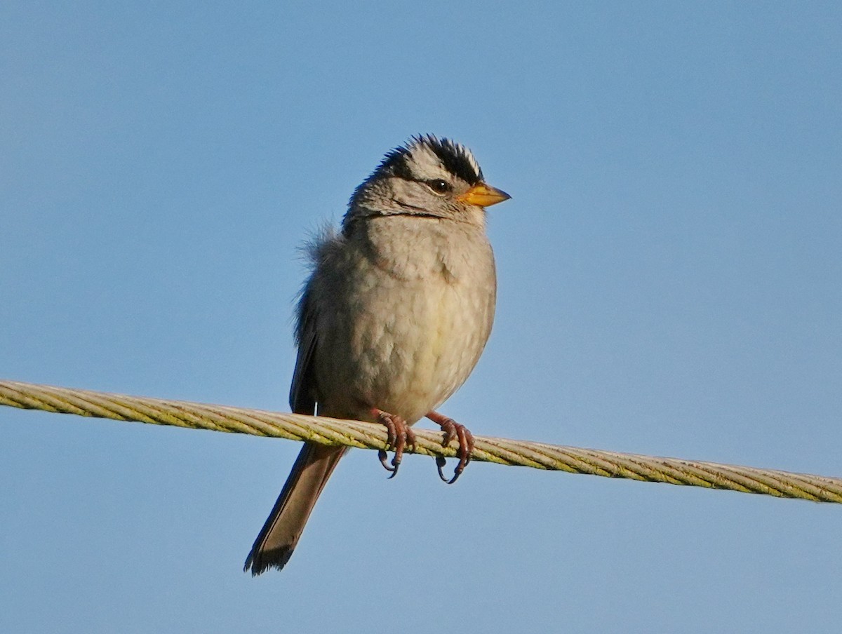 White-crowned Sparrow - ML637716234