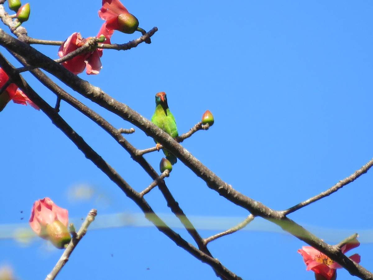 Philippine Hanging-Parrot - ML637716243
