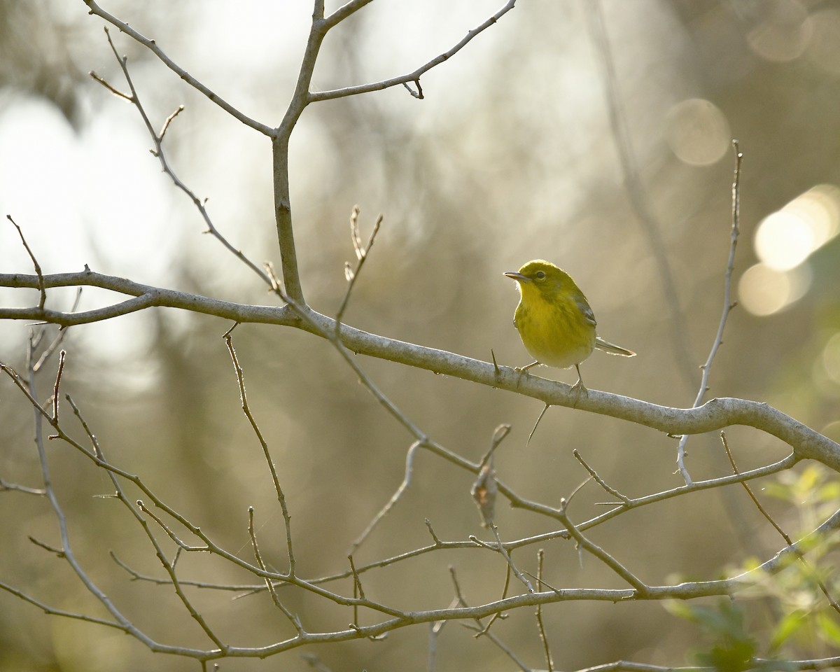 Pine Warbler - ML637716245