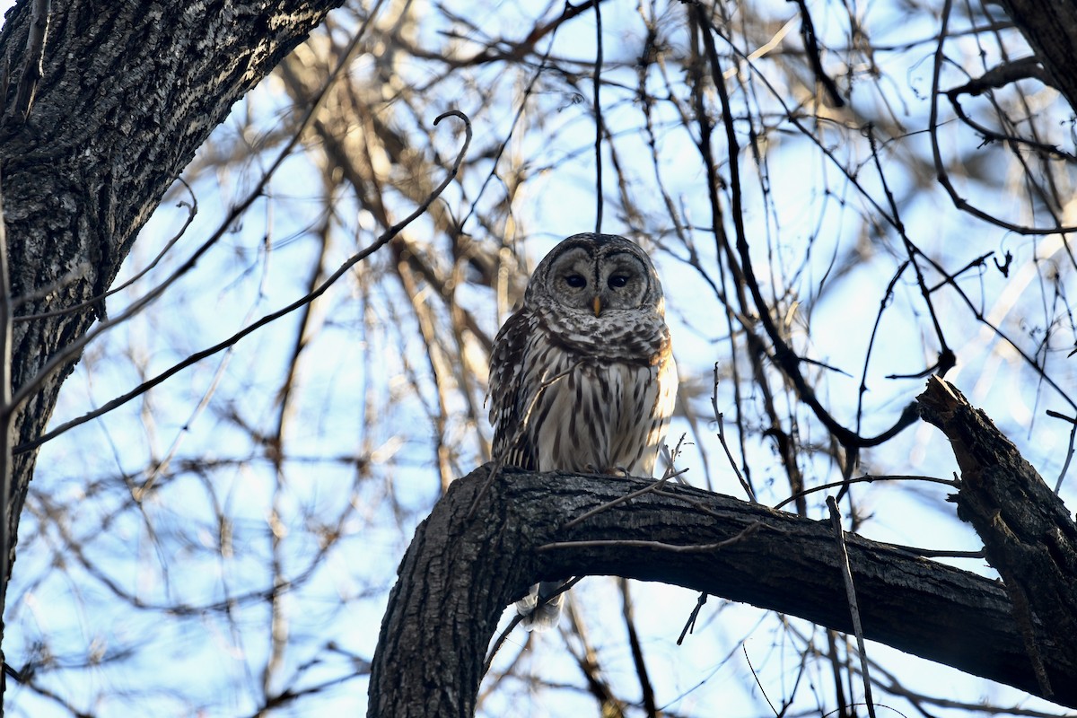 Barred Owl - ML637716255