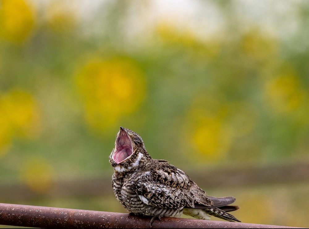 Common Nighthawk - ML637716290