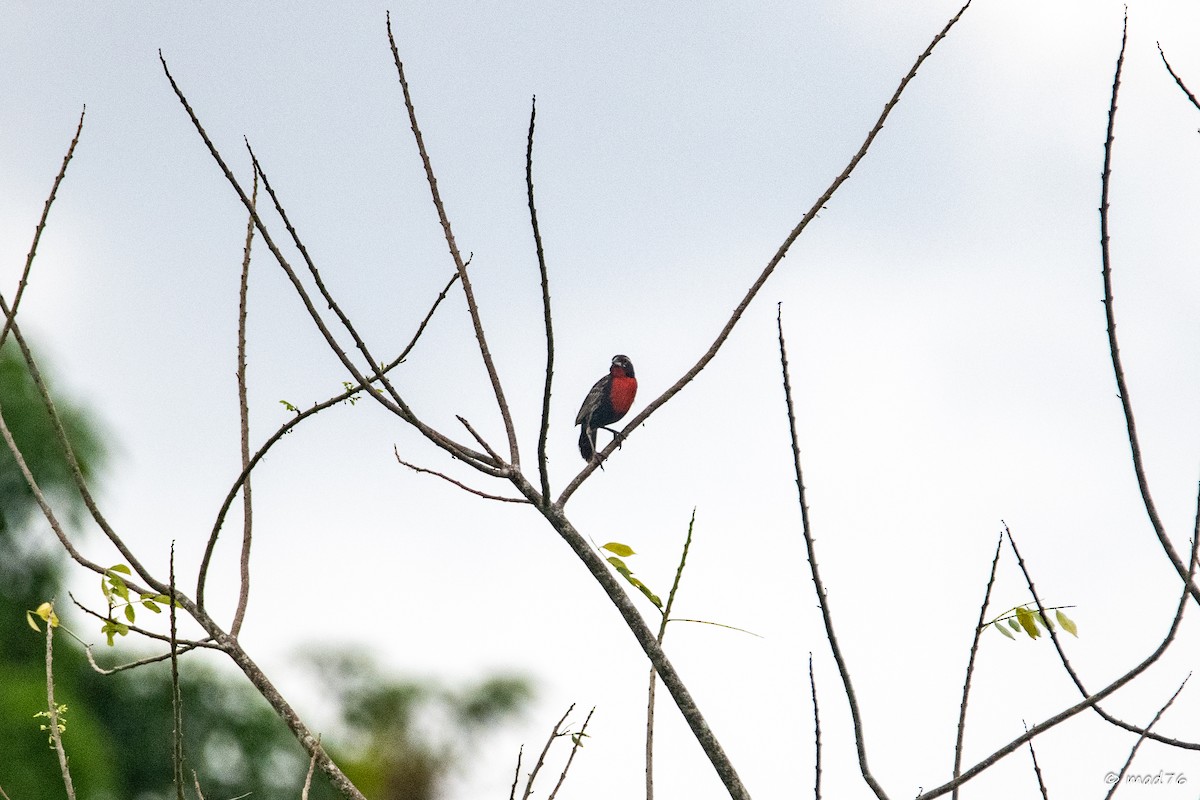 Peruvian Meadowlark - ML637716337