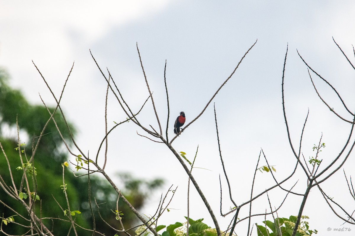 Peruvian Meadowlark - ML637716338