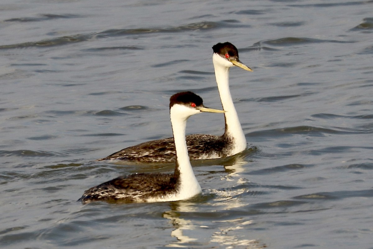 svanedykker - ML637716341