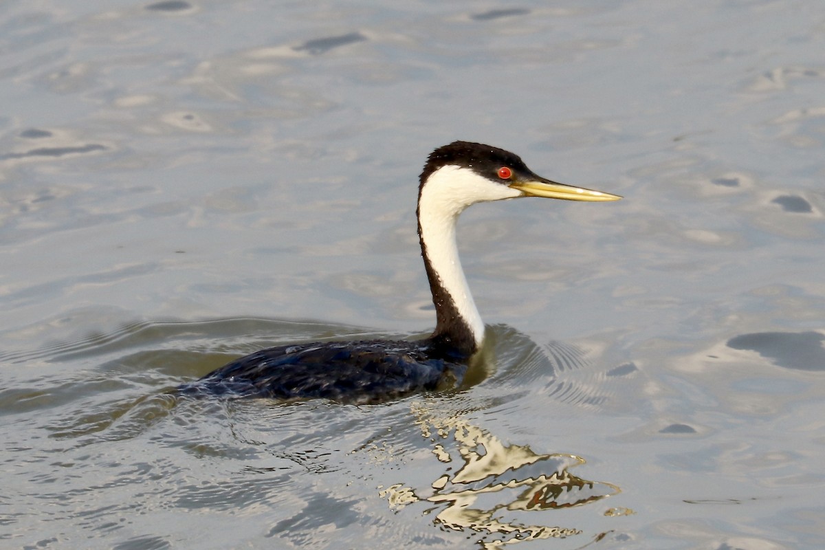 svanedykker - ML637716346