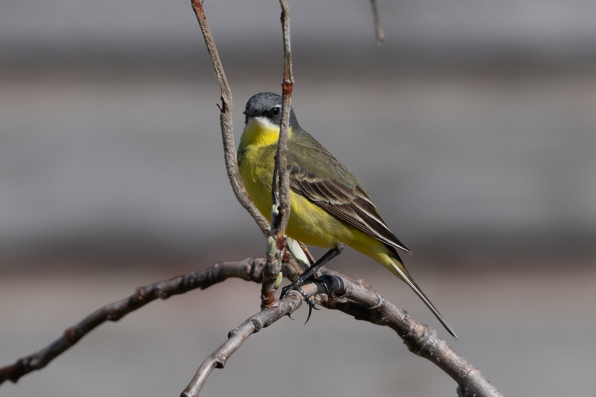 Eastern Yellow Wagtail - ML637716349