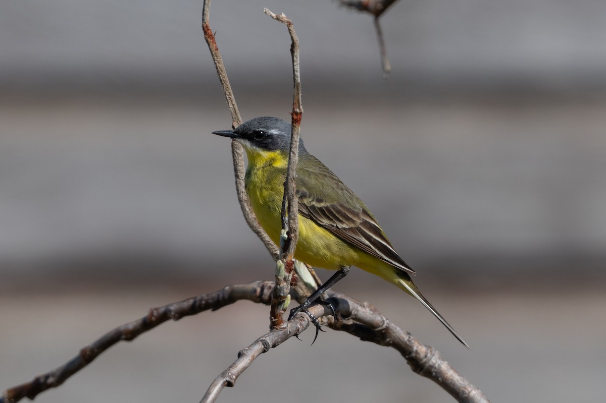 Eastern Yellow Wagtail - ML637716350