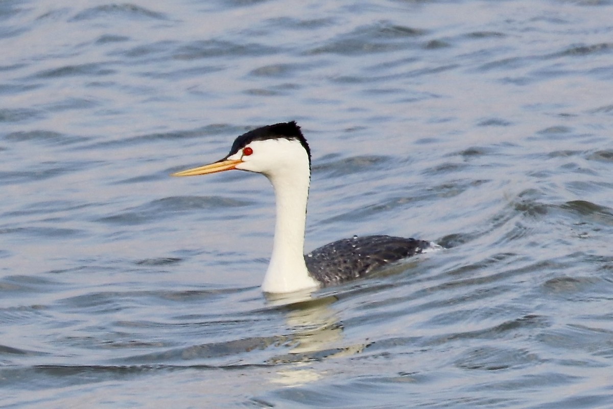 gulnebbdykker - ML637716375