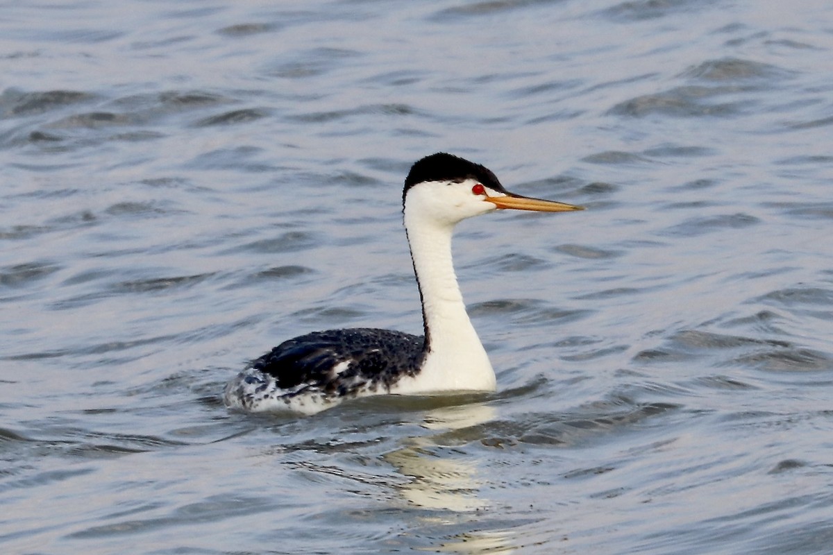 gulnebbdykker - ML637716388