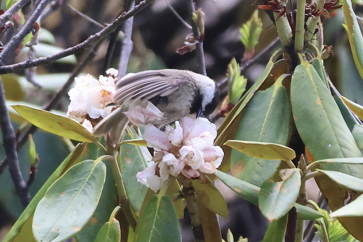 Sichuan Tit - ML637716405