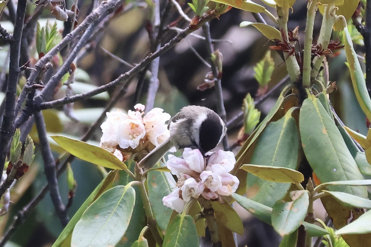 Sichuan Tit - ML637716410