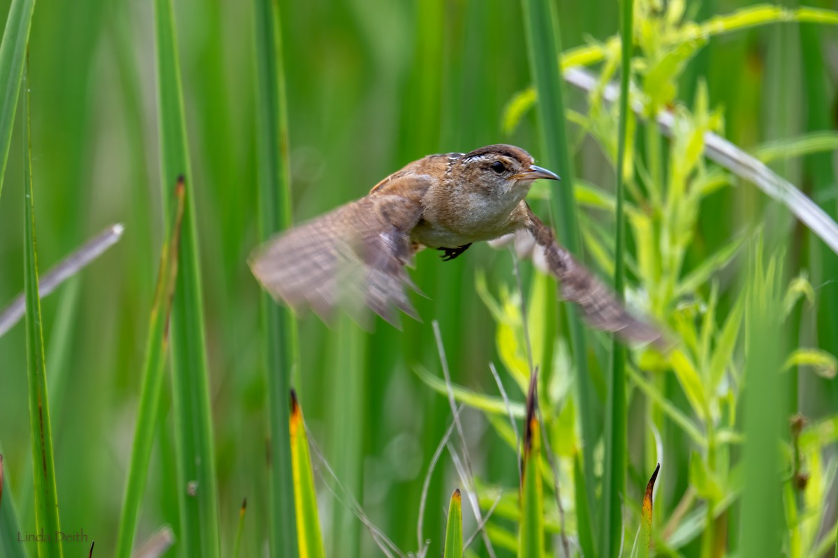 Marsh Wren - ML637716411