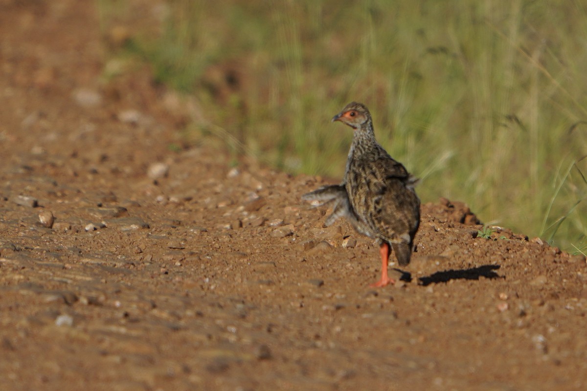 Red-necked Spurfowl - ML637716417