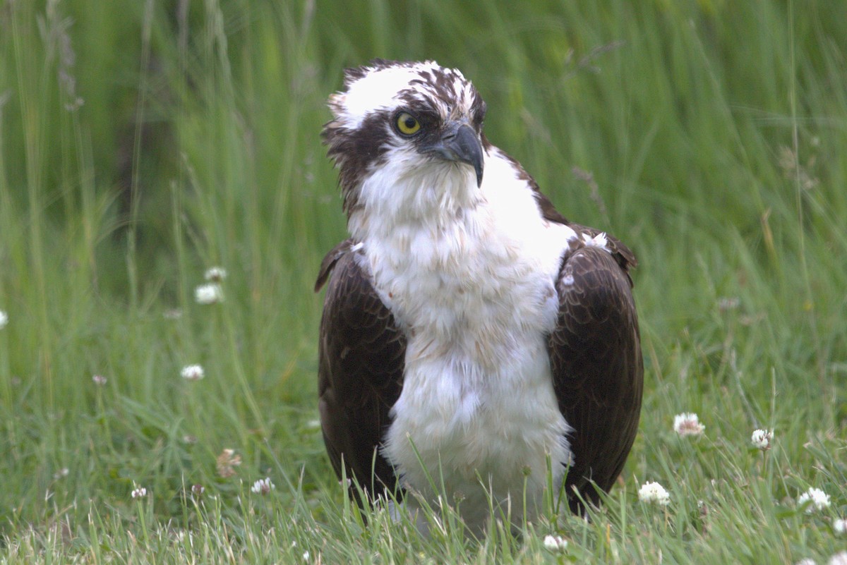 Загасч явлаг - ML637716441