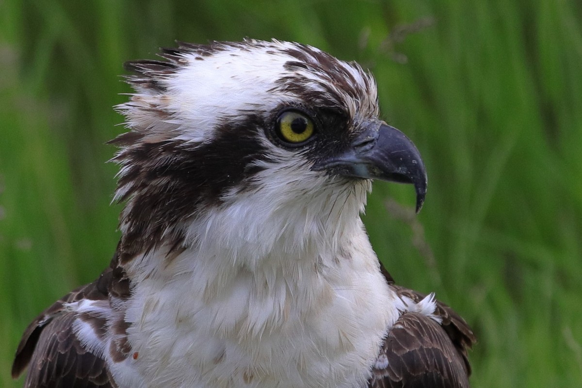 Загасч явлаг - ML637716457