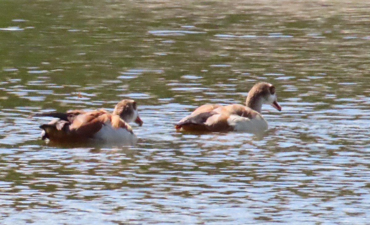 Egyptian Goose - ML637716551