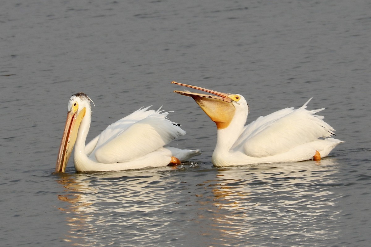 amerikapelikan - ML637716563