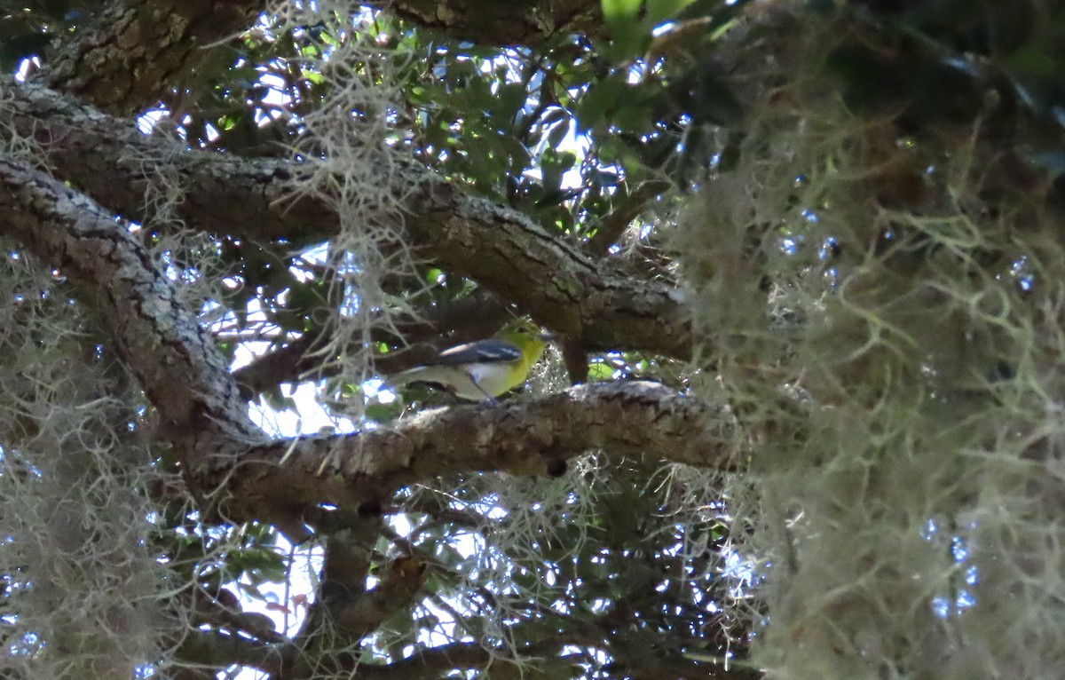 Yellow-throated Vireo - ML637716594