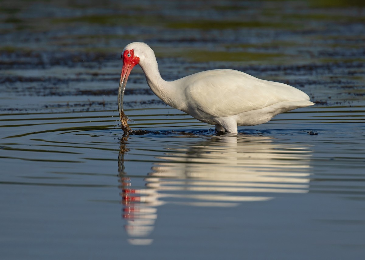White Ibis - ML637716682