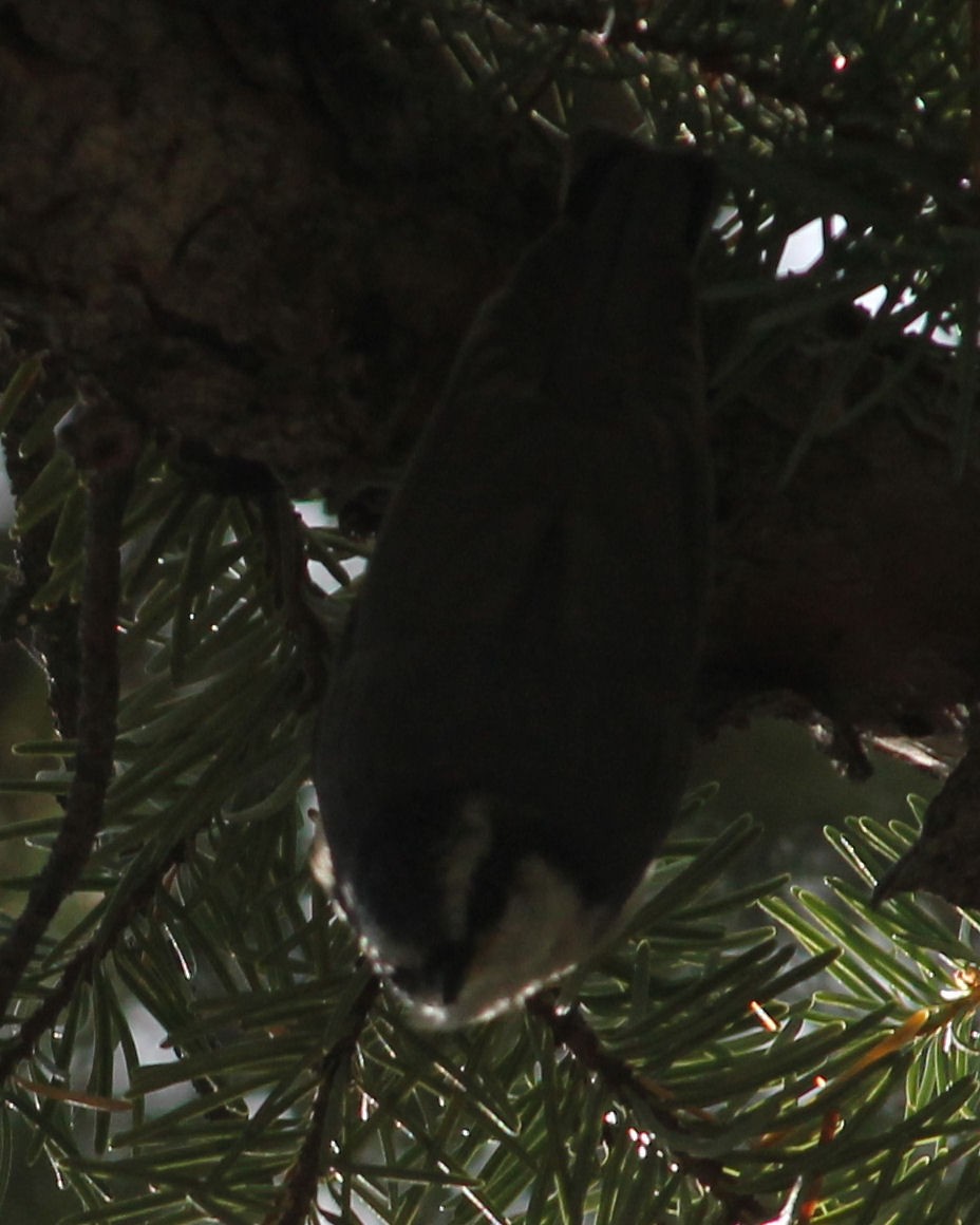 Red-breasted Nuthatch - ML63771671
