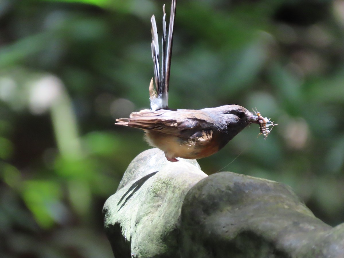White-rumped Shama - ML637716769