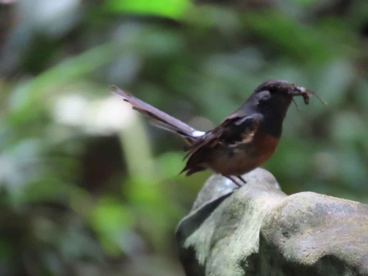 White-rumped Shama - ML637716772