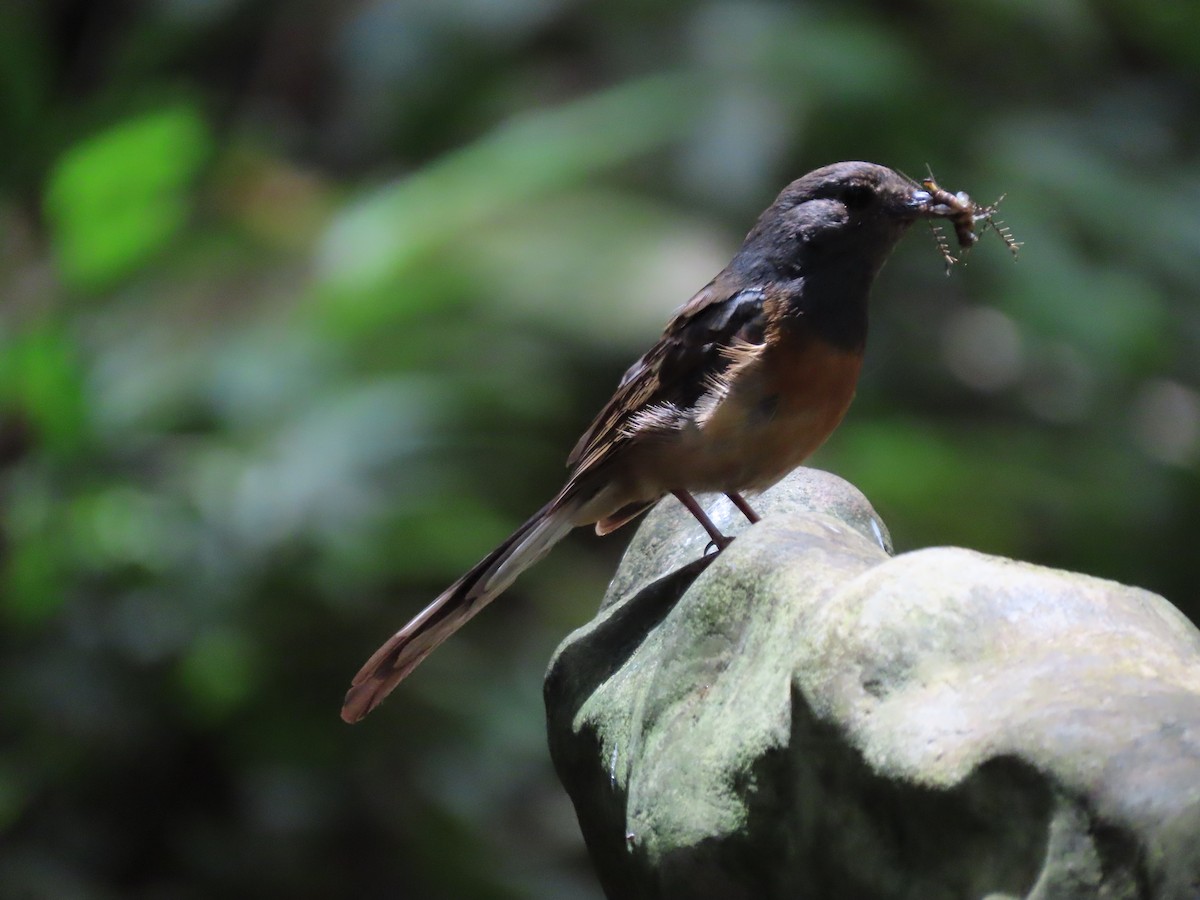 White-rumped Shama - ML637716773