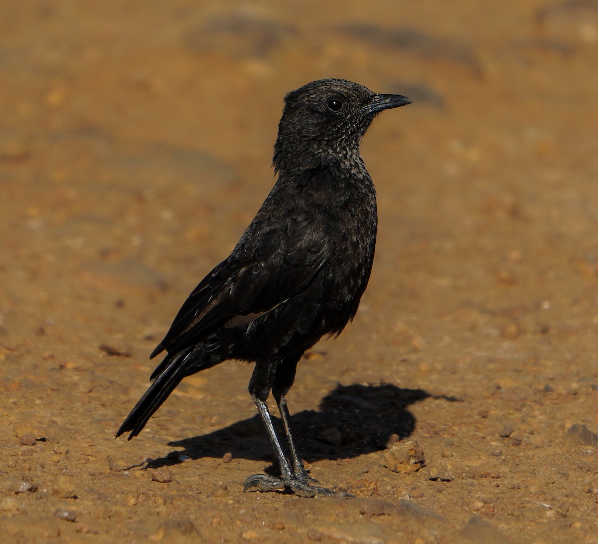 Northern Anteater-Chat - ML637716780