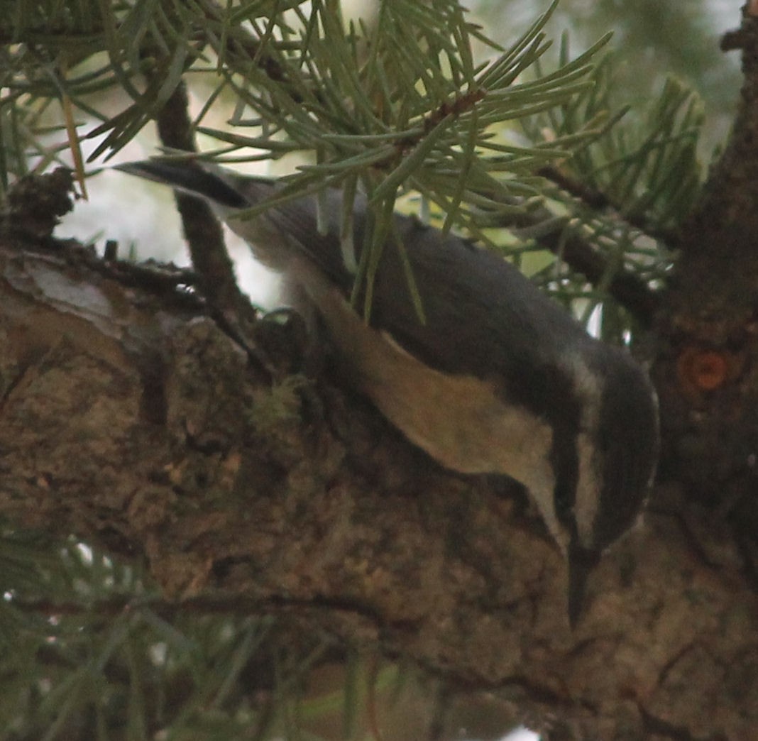 Red-breasted Nuthatch - Lorraine Lanning