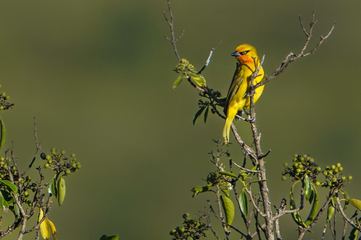 Spectacled Weaver - ML637716816