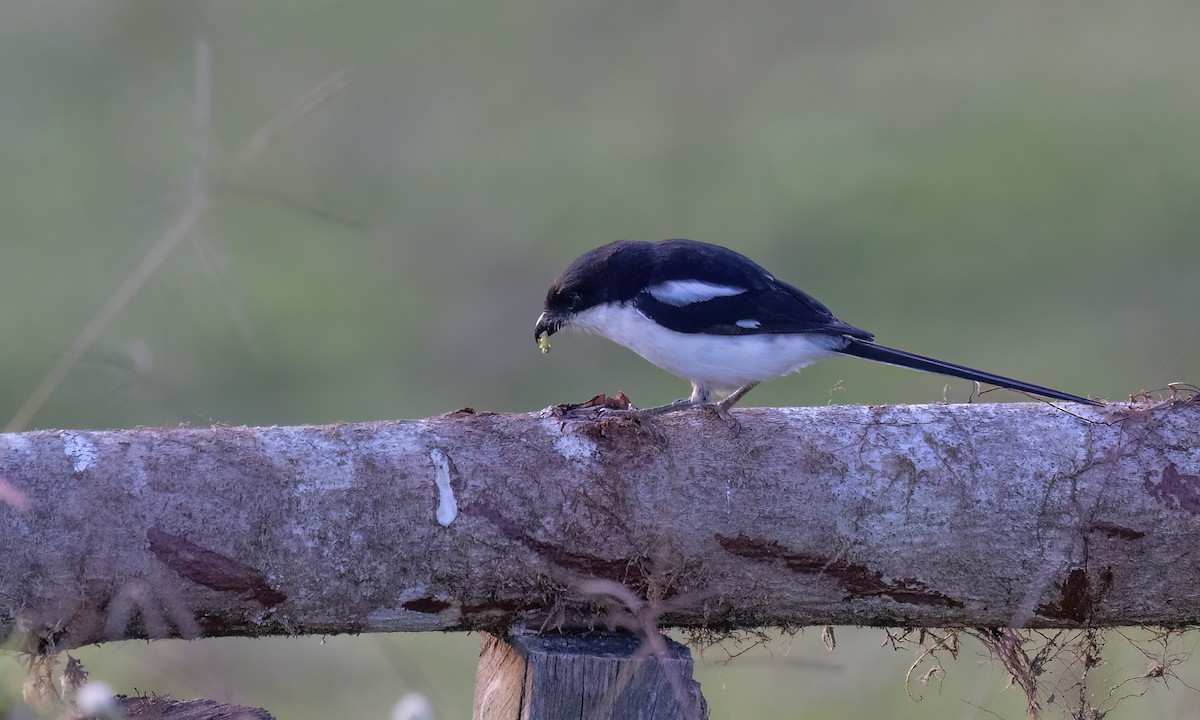 Northern Fiscal - ML637716824