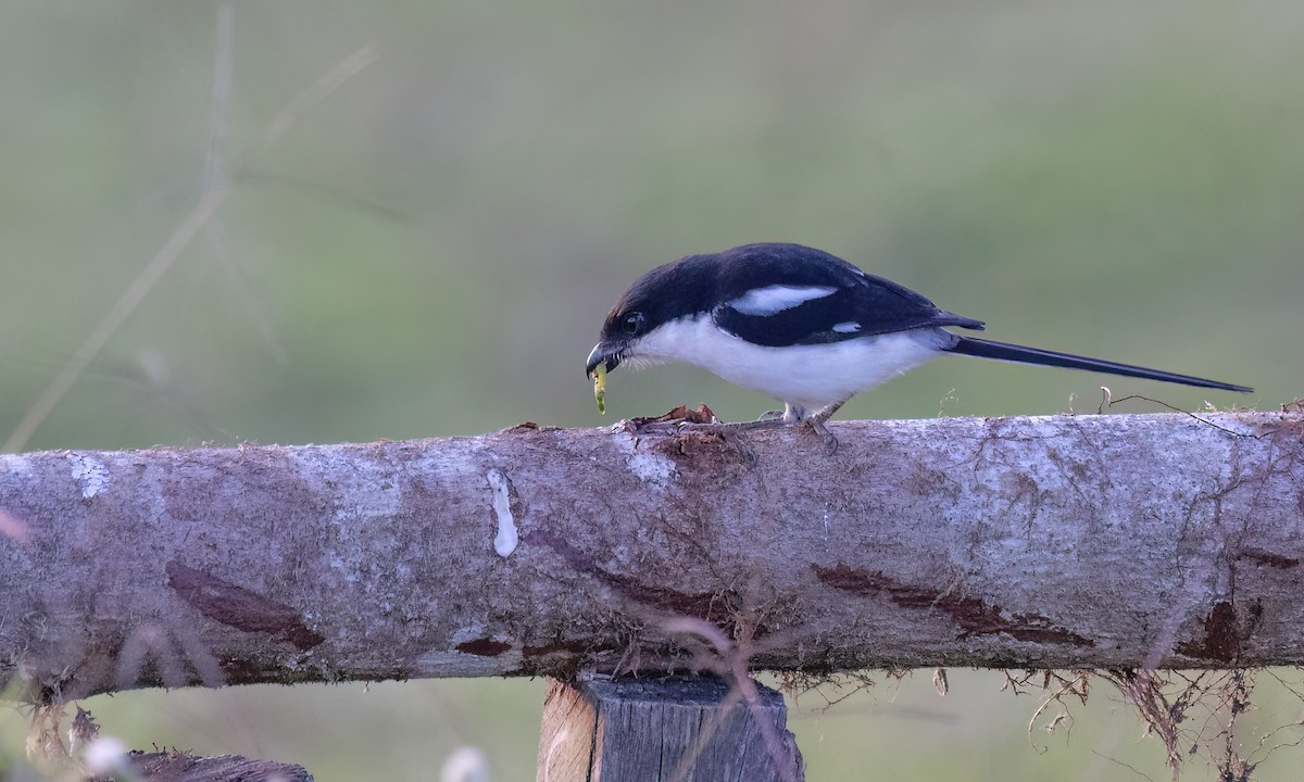 Northern Fiscal - ML637716825