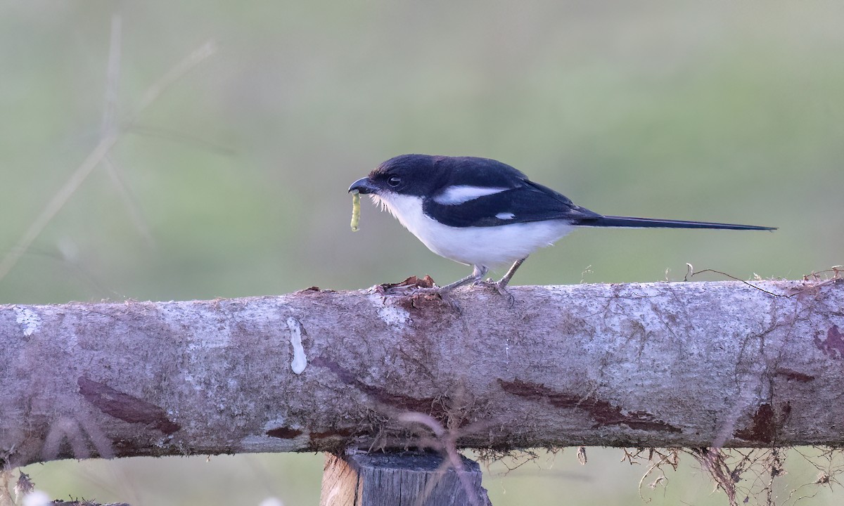 Northern Fiscal - ML637716826