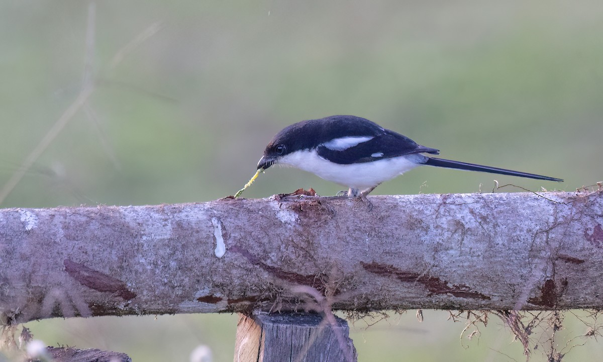 Northern Fiscal - ML637716827