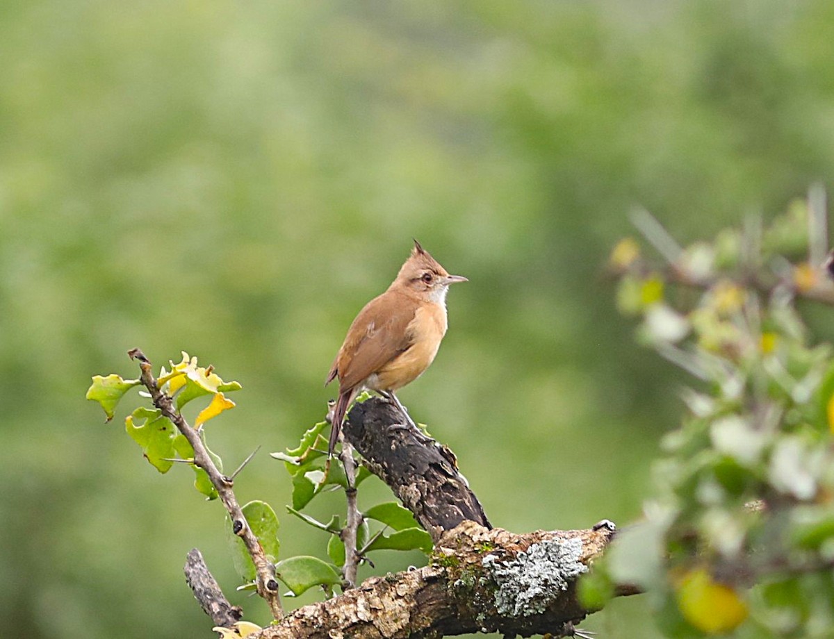 Crested Hornero - ML637716880