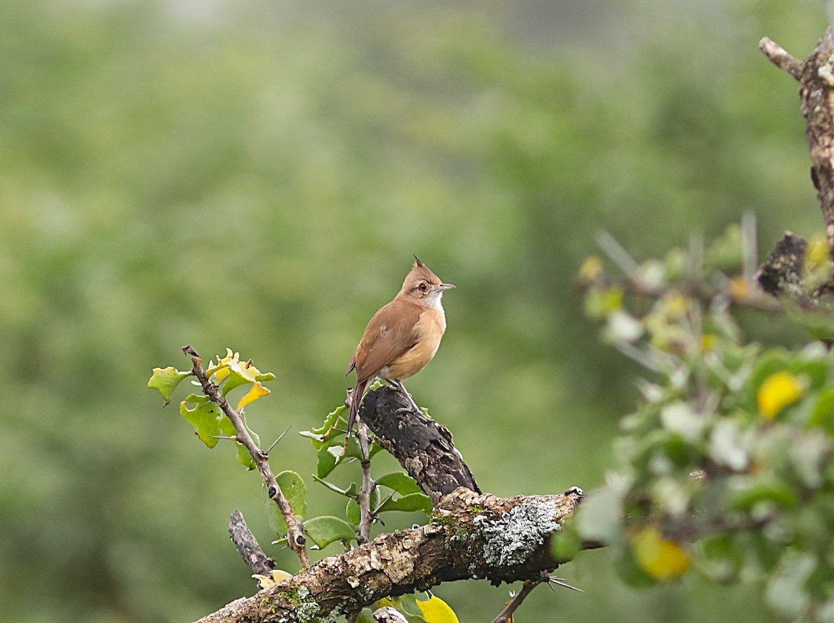 Crested Hornero - ML637716881