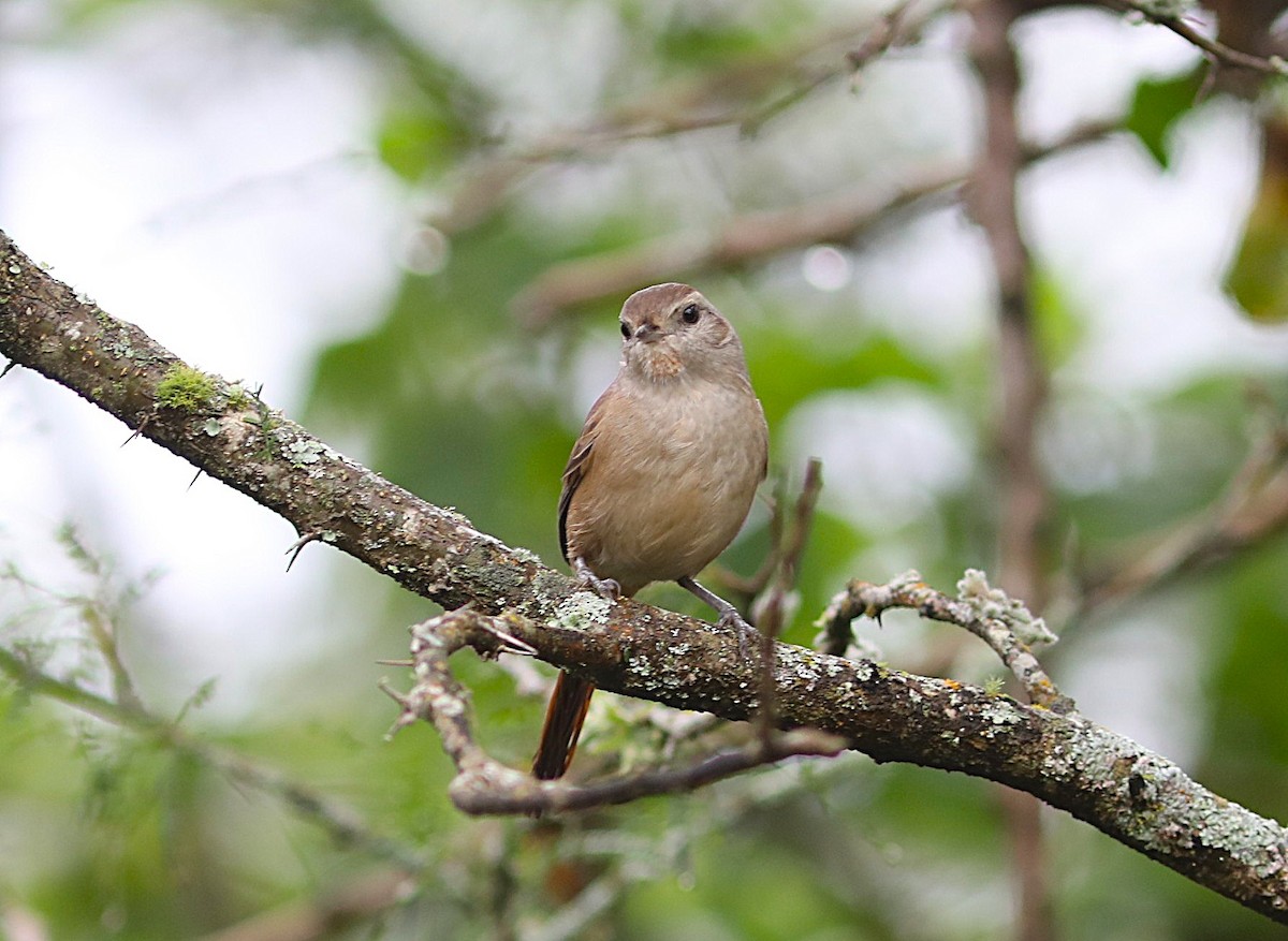 Short-billed Canastero - ML637717021