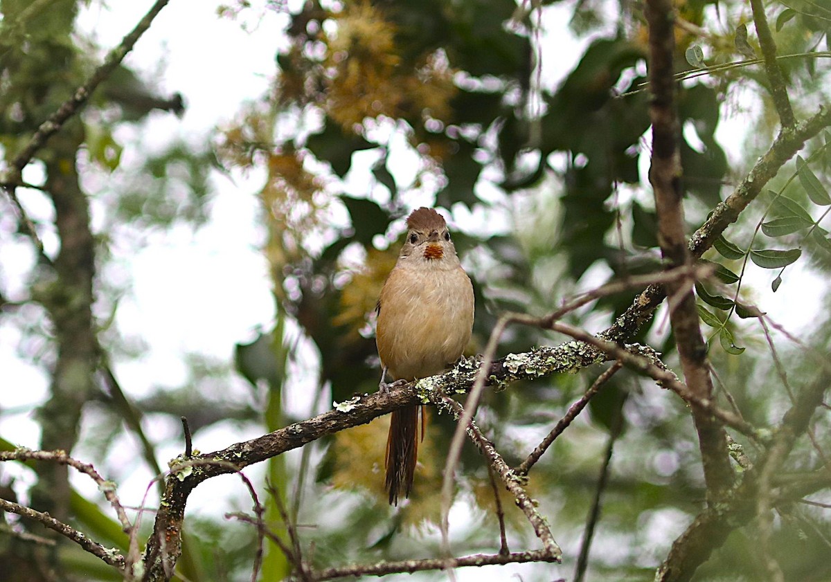 Short-billed Canastero - ML637717022