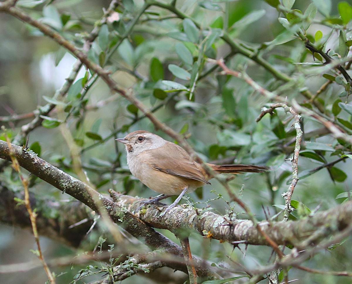 Short-billed Canastero - ML637717023