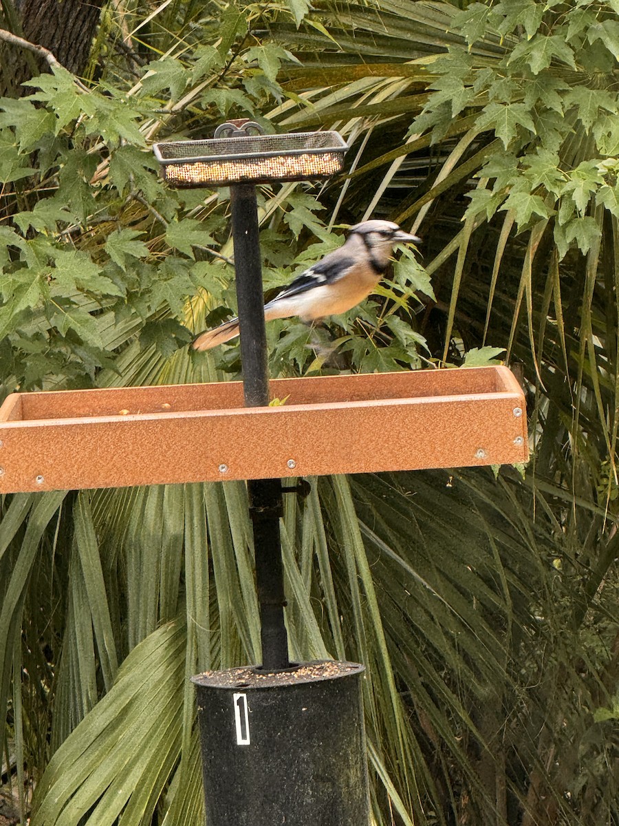Blue Jay - ML637717025