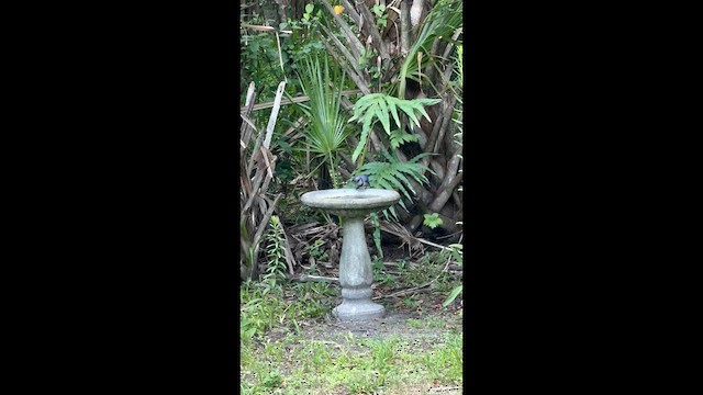 Blue Jay - ML637717026