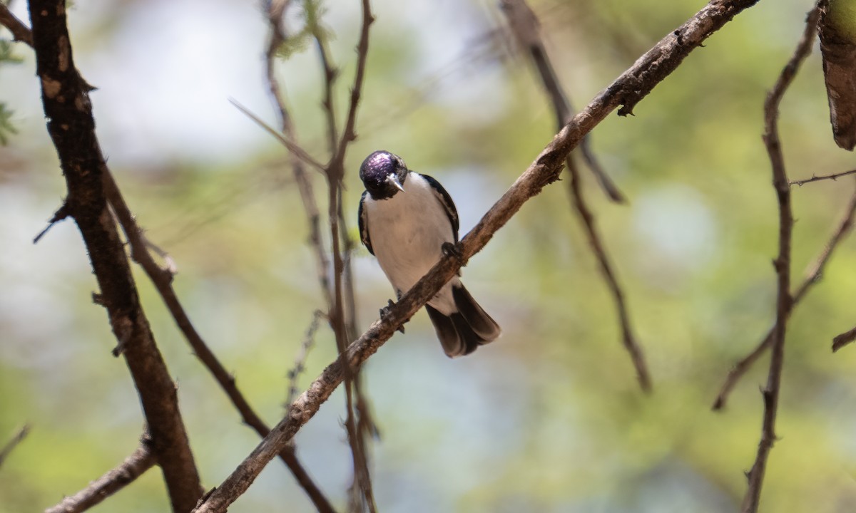 Schwalbennektarvogel - ML637717056
