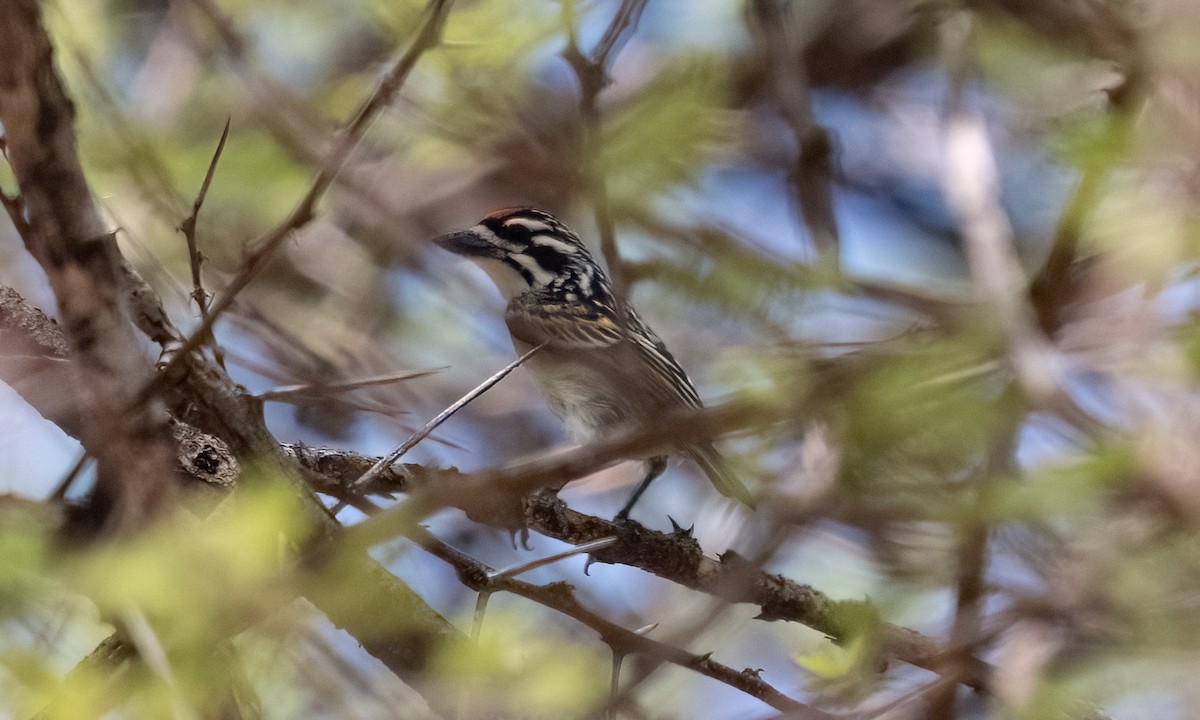 Northern Red-fronted Tinkerbird - ML637717076