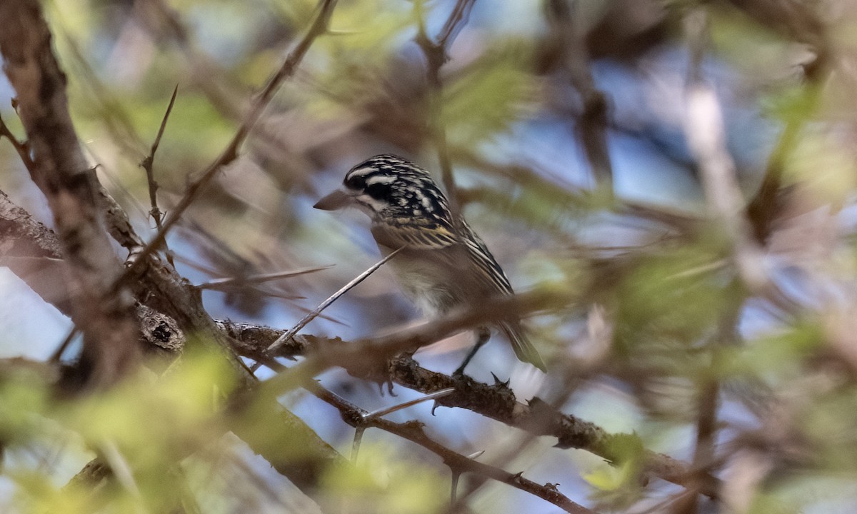 Northern Red-fronted Tinkerbird - ML637717077