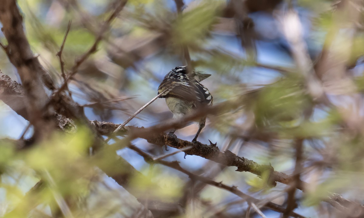 Northern Red-fronted Tinkerbird - ML637717078